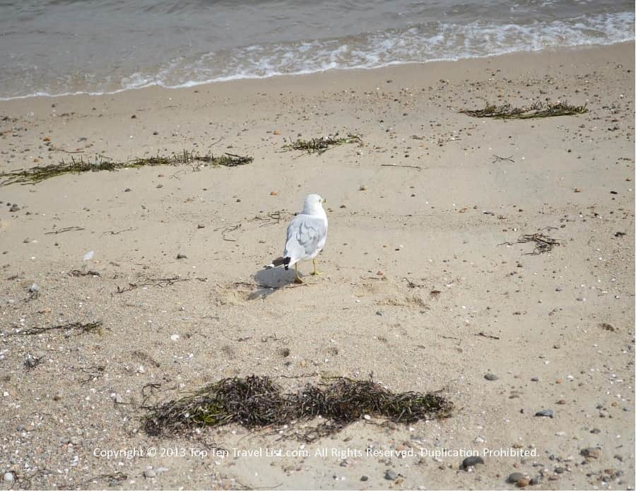 Birdwatching on Hole in the Wall beach