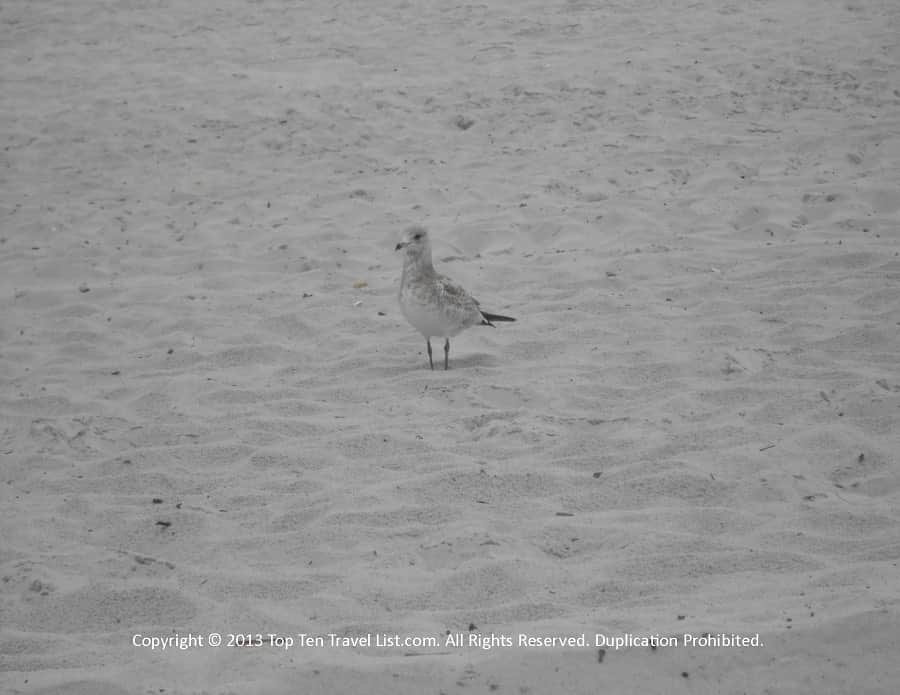 Bird at Rocky Neck Beach