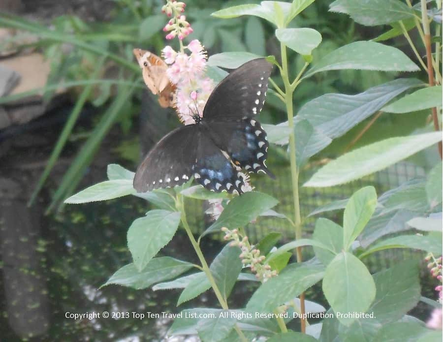 Black butterfly