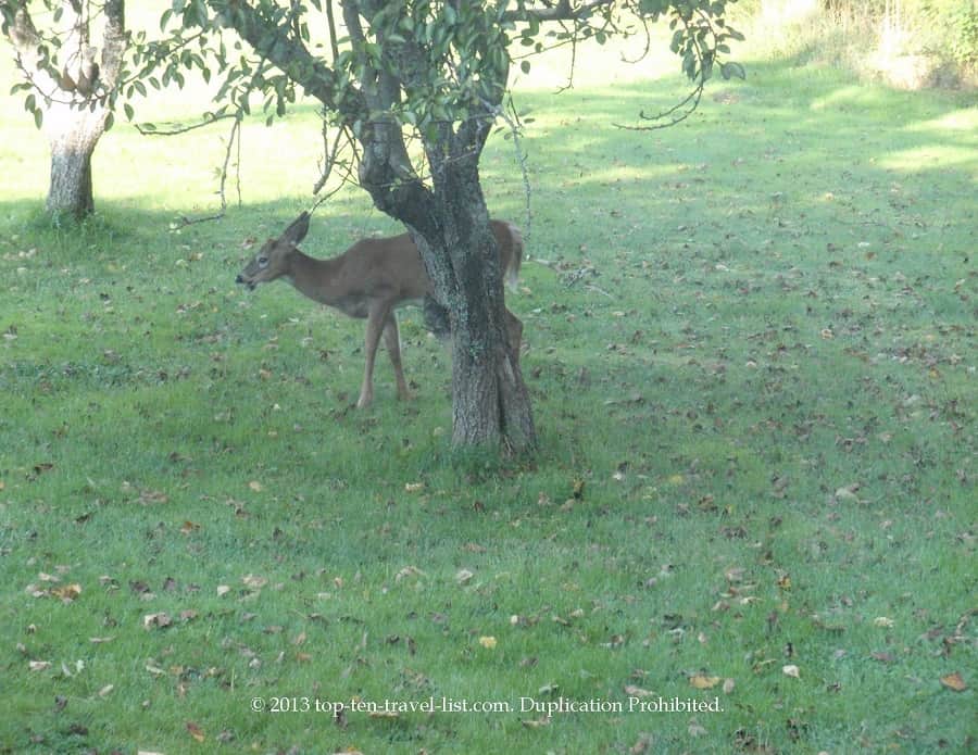 Deer in Islesboro
