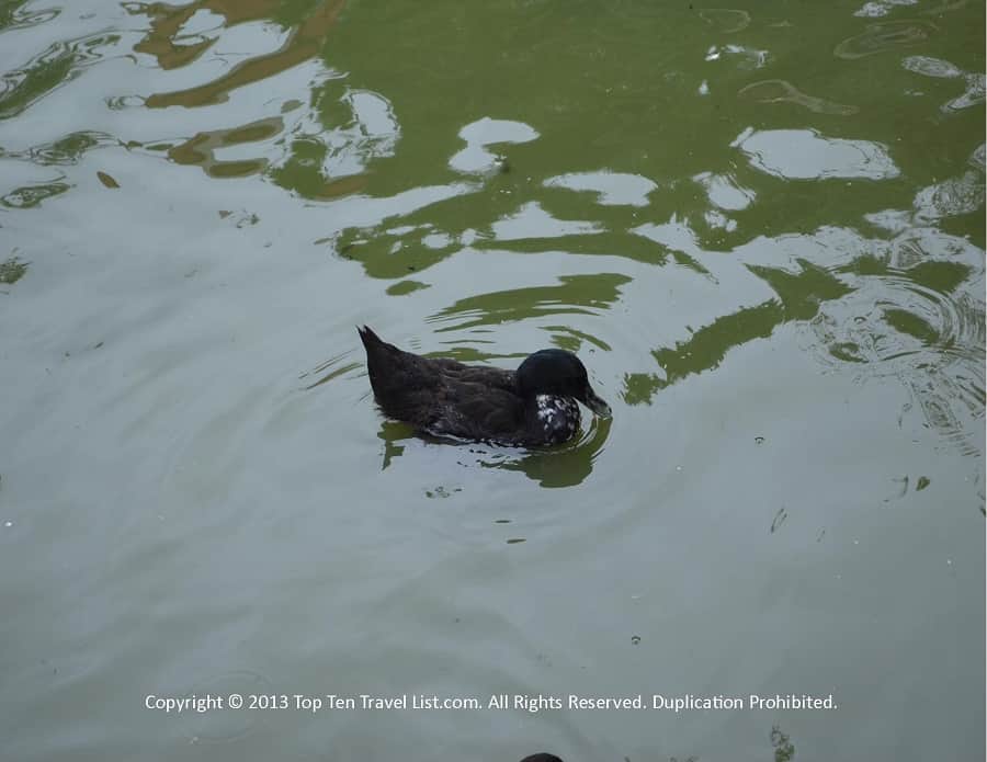 Duck at Old Mistick Village