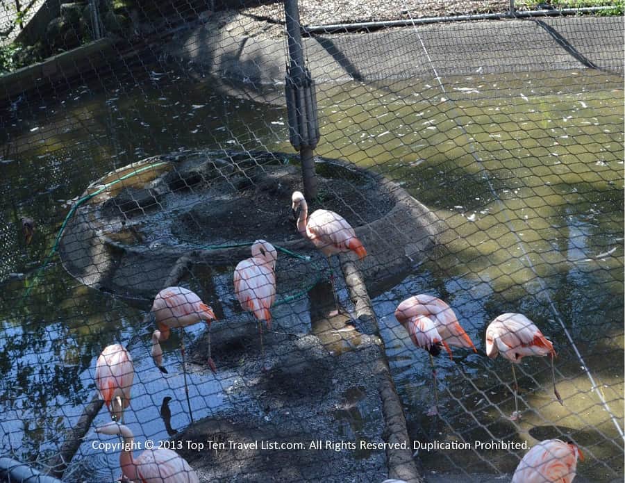 Flamingos at Franklin Park Zoo - Boston
