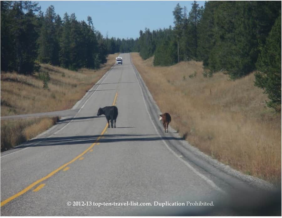 Cows on the road on the Mesa Falls Scenic Byway