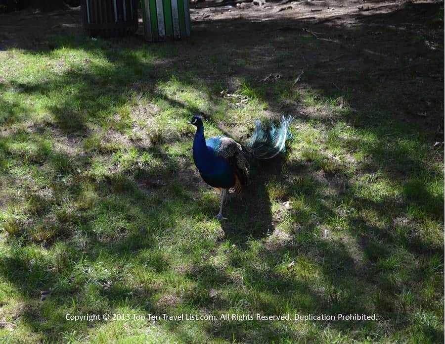 Peacock at Franklin Park Zoo 