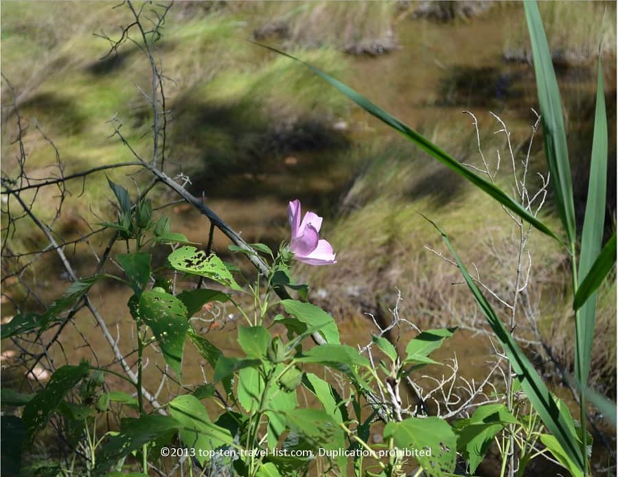 Wildflowers at Emilie Ruecker Wildlife Refuge 