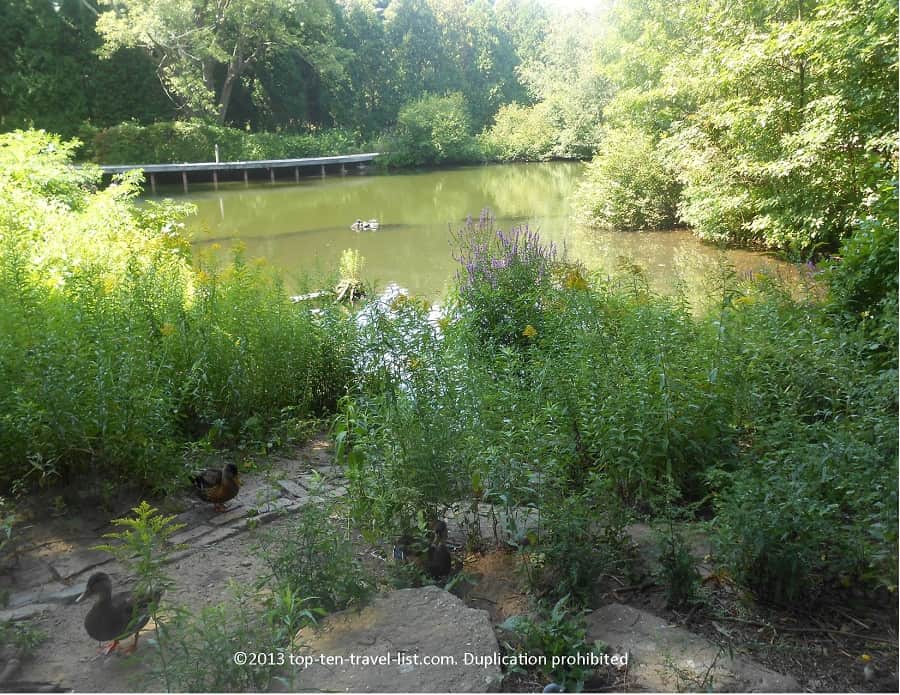 Pond at Blue Hills Reservation