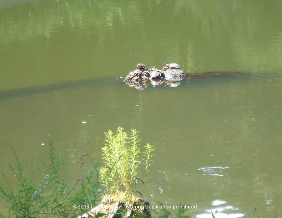 Turtles at Blue Hills Reservation in Massachusetts