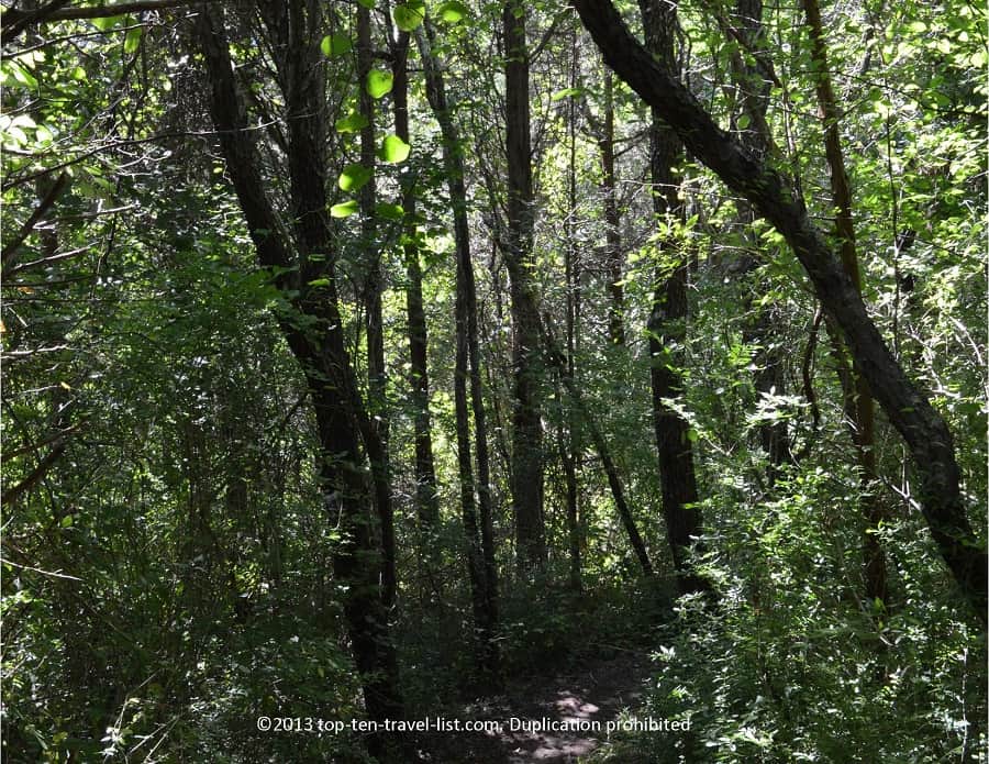 Blue trail wooded views at Emilie Ruecker Wildlife Refuge 