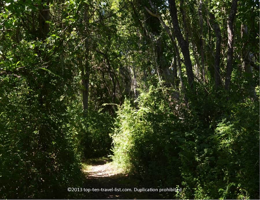 Yellow trail path views at Emilie Ruecker Wildlife Refuge 