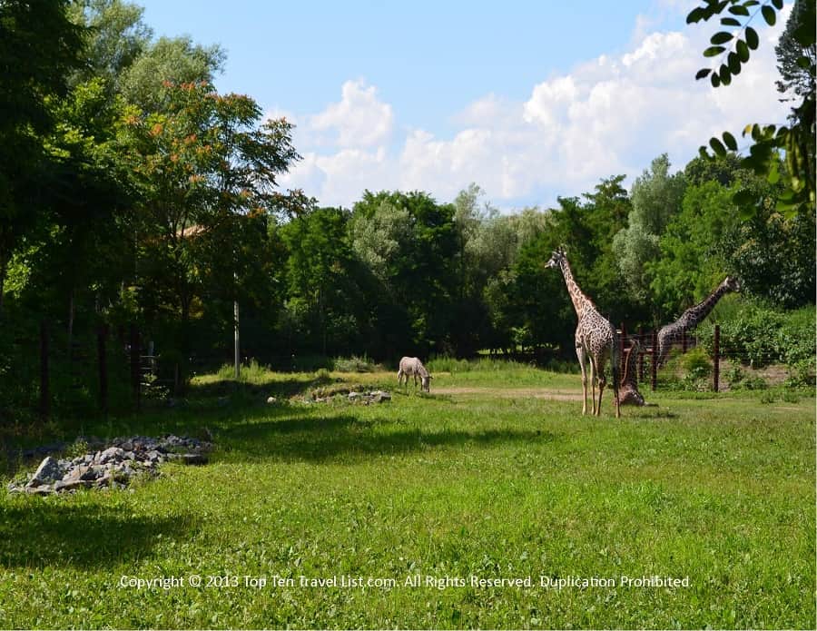 Giraffe at Zoo New England 