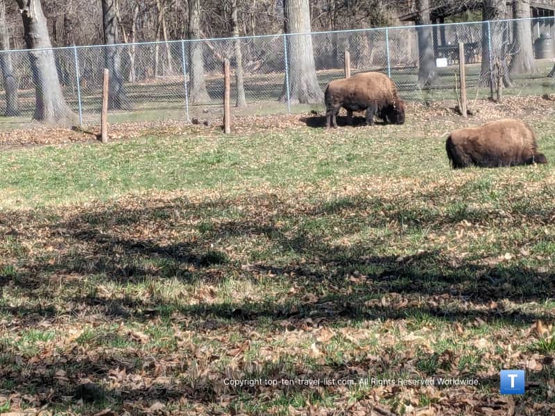Bison at Buffalo Rock State Park in Ottawa, IL
