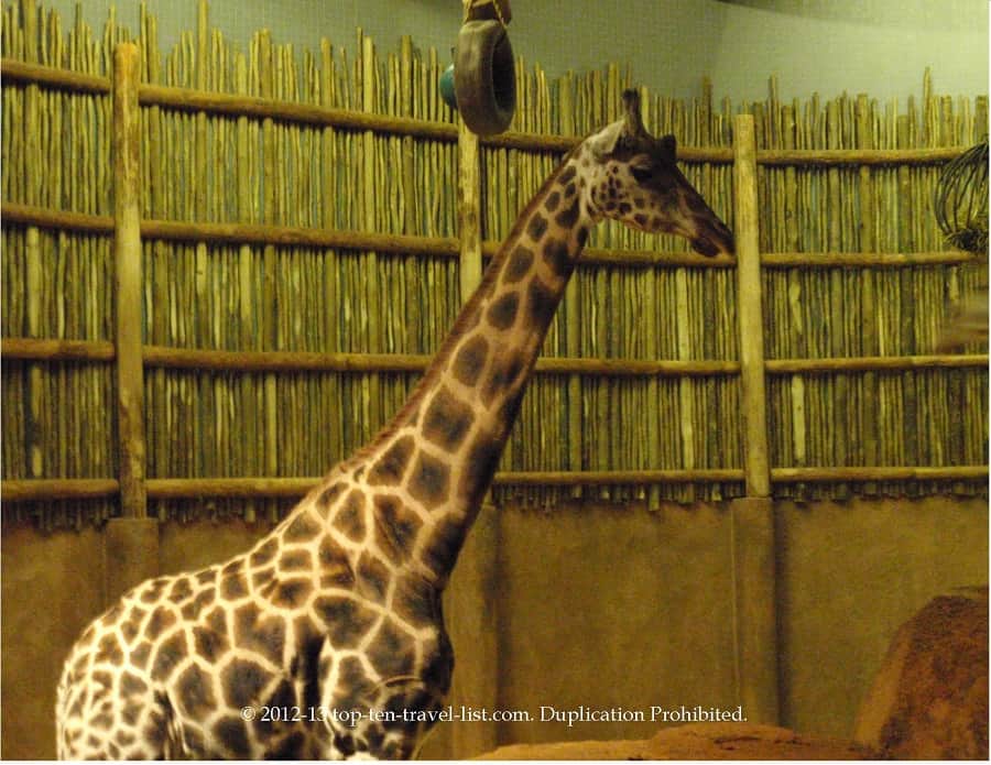 Giraffe at Lincoln Park Zoo in Chicago