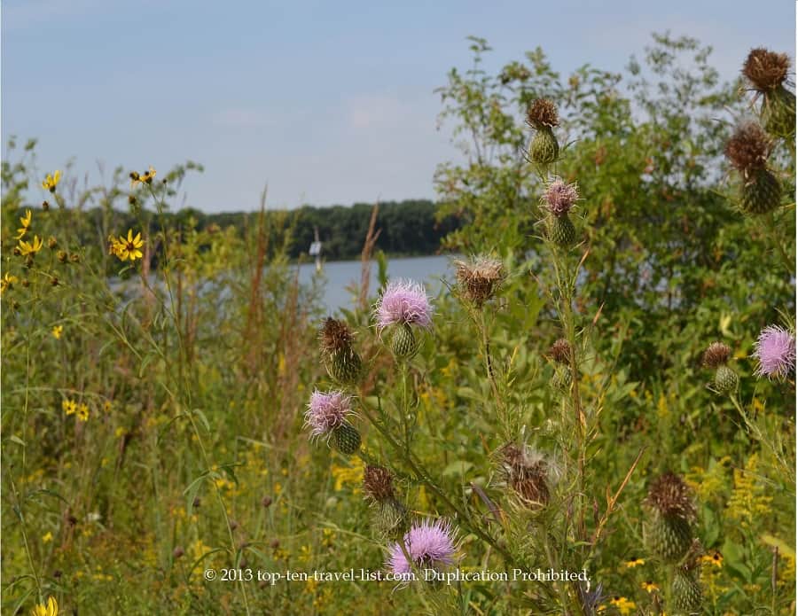 Wildlflowers at Little Red Schoolhouse Nature Center