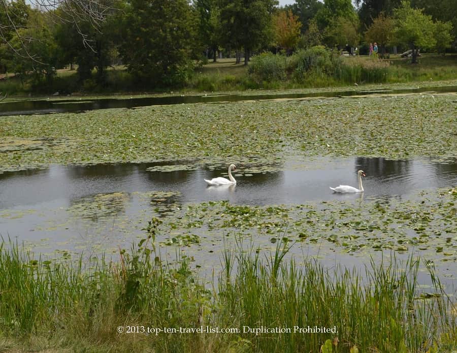 Mute swans