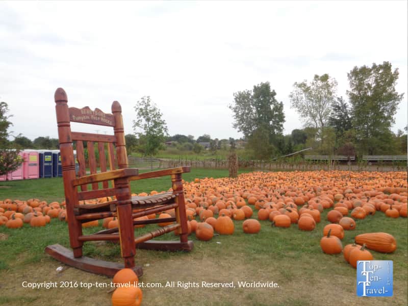 Pumpkin patch at Bengston's in the Illinois suburbs