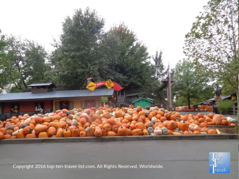 Pumpkins at Bengstons