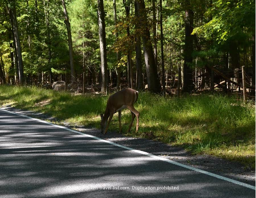 Deer on the road in Upstate New York