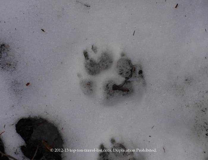 Bear footprints on the Greeley ponds trail in the White Mountains