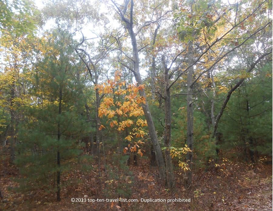 Orange foliage at Blue Hills Reservation