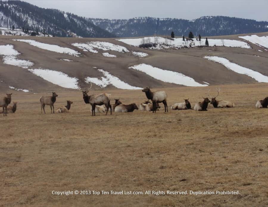 National Elk Refuge in Jackson, Wyoming 