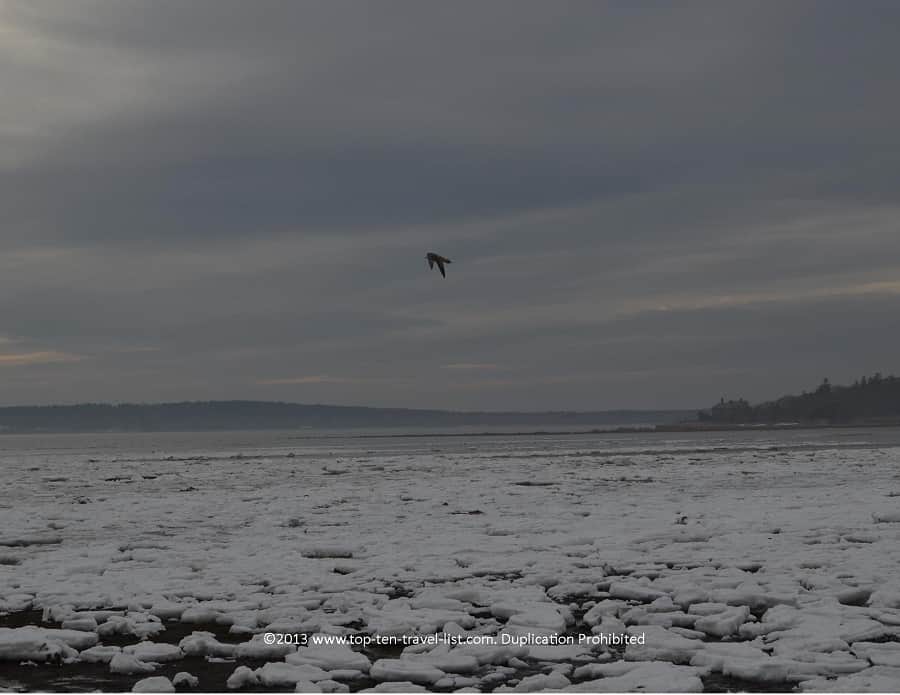 Bird at Little Harbor Beach 