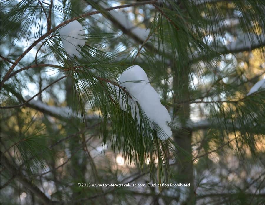 Snow on a pine tree in Massachusetts