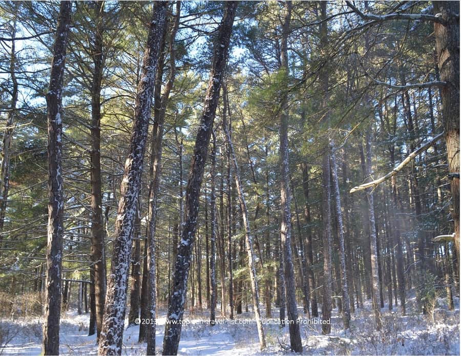 Snowy pines trees at Myles Standish State Park