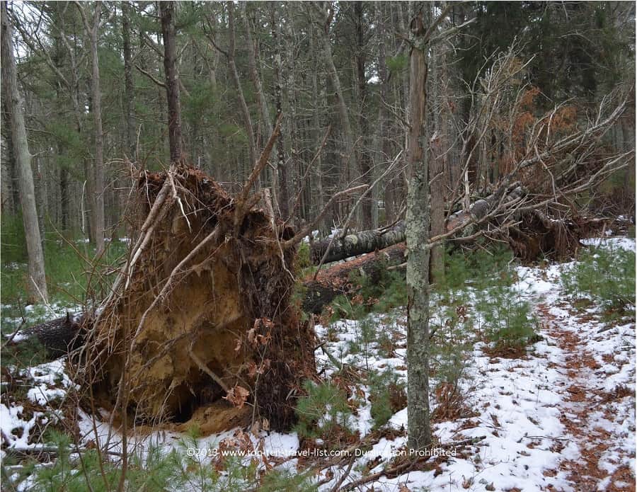 Fallen tree at Great Neck Wildlife Refuge in Wareham, Massachusetts