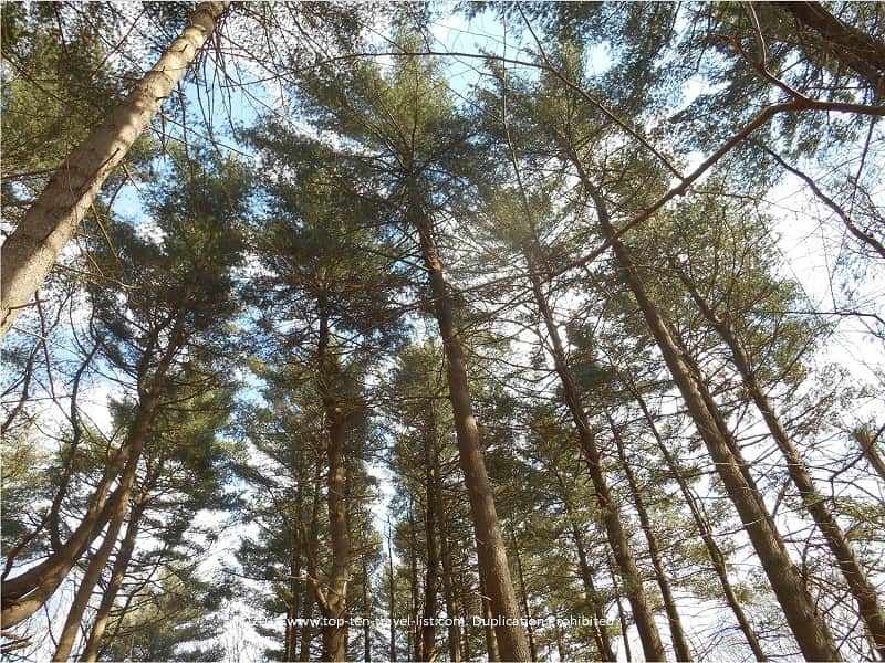Tall trees at Caratunk Wildlife Refuge in Seekonk