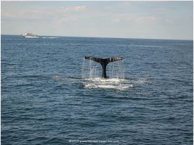 Whale watching in Plymouth, Massachusetts