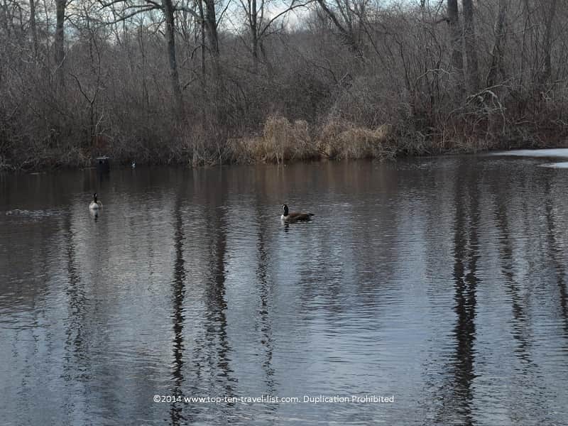 Swan at Gertrude M. Boyden Wildlife Refuge in Taunton, Massachusetts 