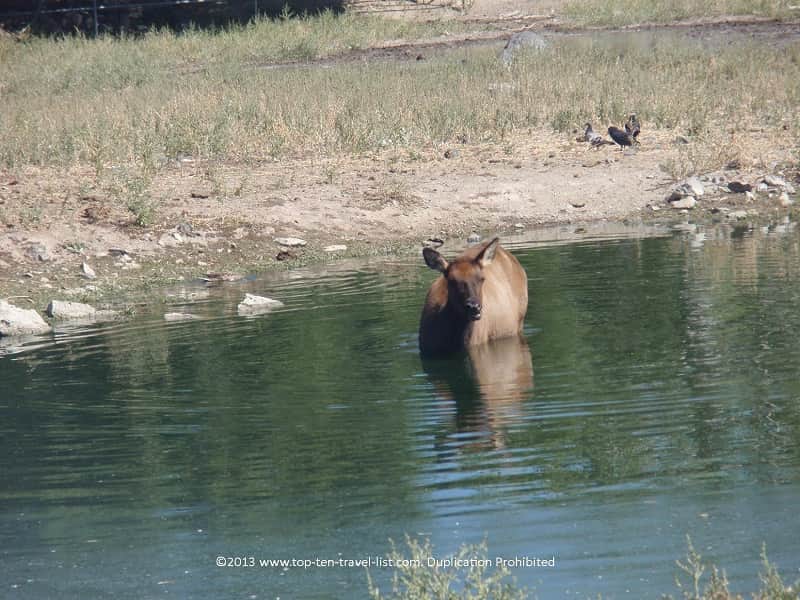 Idaho's Pocatello Zoo