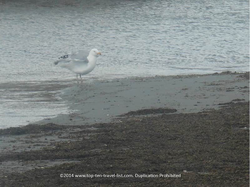 Bird at Gooseberry Beach 