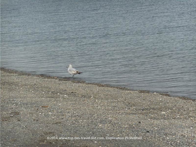 Rocky sand at Teddy's Beach 