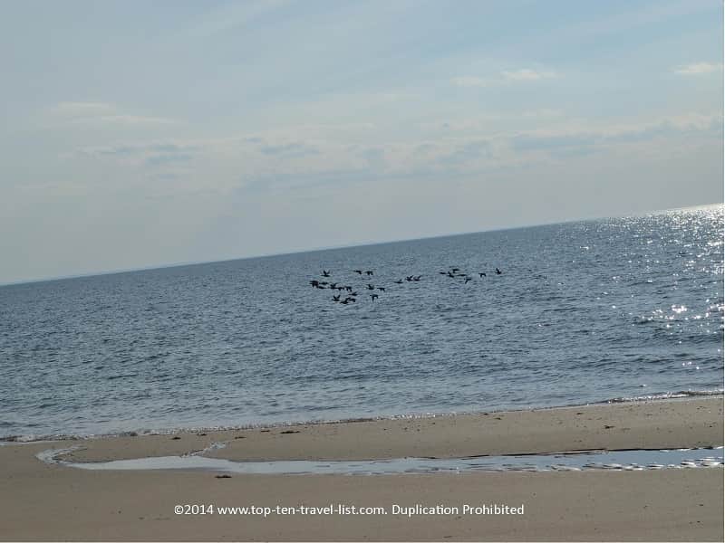 Birds on the beach in Cape Cod