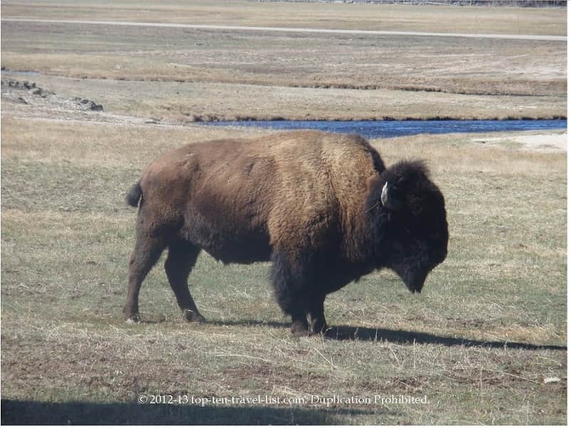 Bison at Yellowstone National Park