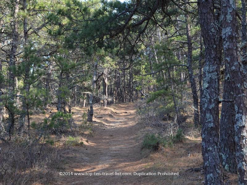 Pine forest along Cape Cod's Great Island trail