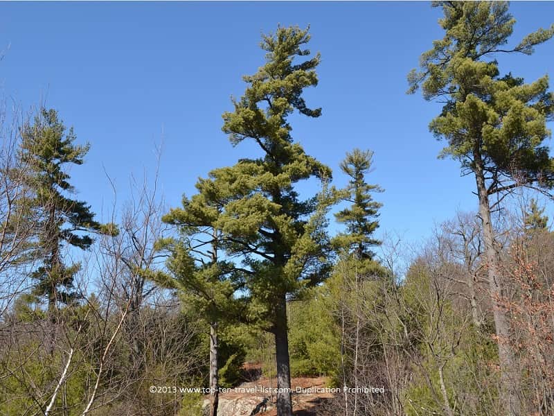 Pretty trees at Massachusetts' Middlesex Fells Reservation 