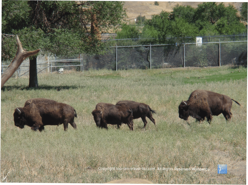 Buffalo at the Pocatello Zoo