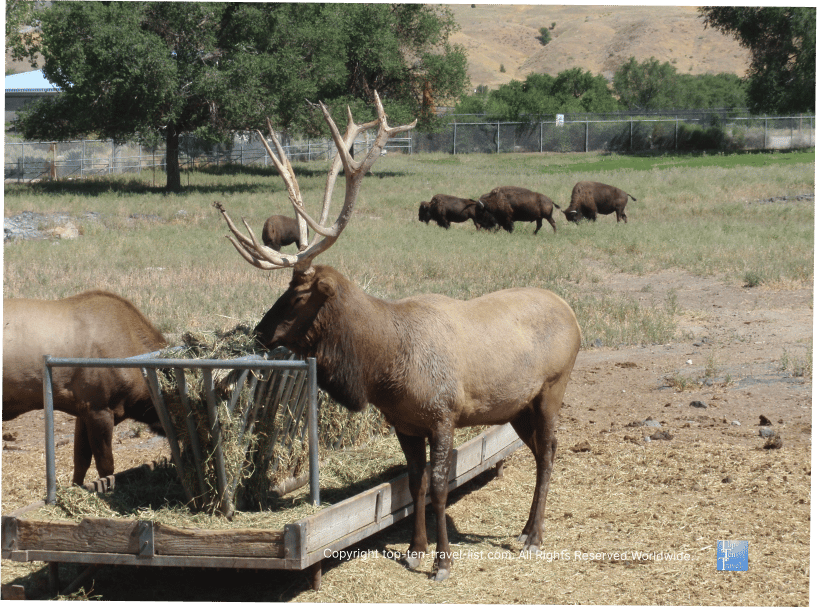 Reindeer at the Pocatello Zoo