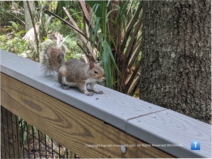 Squirrel at John Chestnut Park