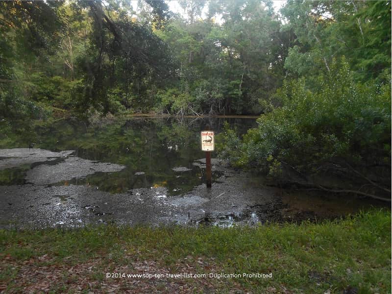 Alligator warning sign at John Chestnut Park in Palm Harbor