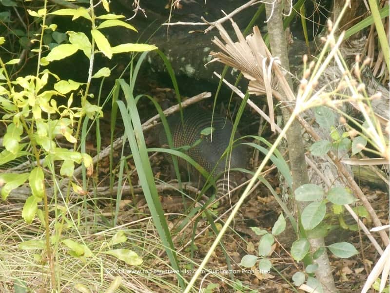 Armadillo hiding in the bushes at Honeymoon Island 