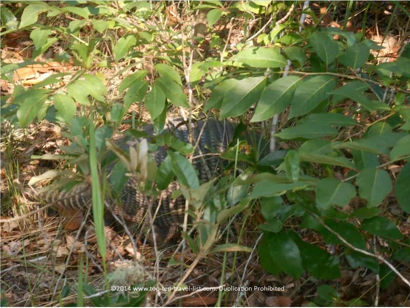 Armarillo at Brooker Creek Preserve in Tarpon Springs, Florida