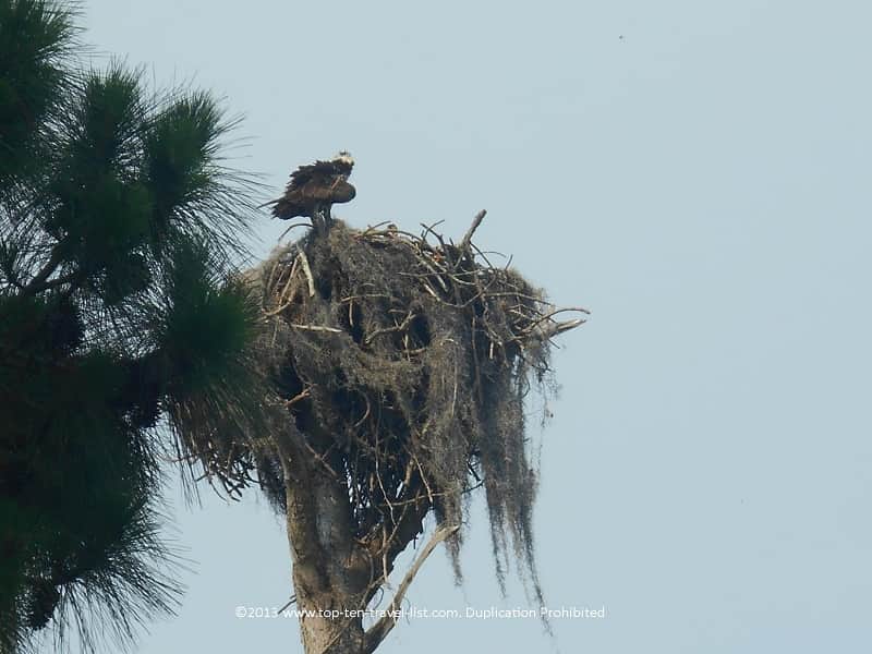 Bald eagle at Honeymoon Island State park
