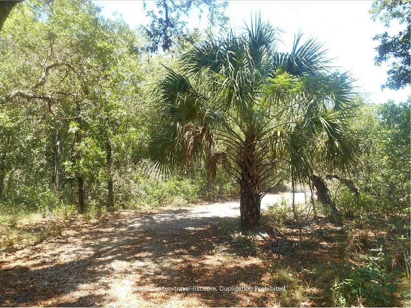 Palms at James E. Grey preserve in New Port Richey