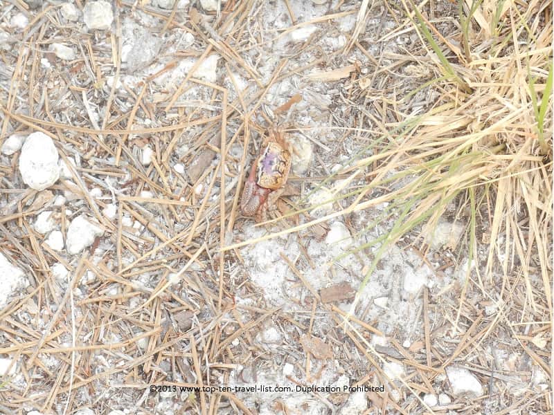 Hermit crab on the Honeymoon Island Osprey Trail 