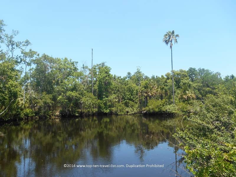 Pretty river views at James E. Grey Preserve in New Port Richey, Florida 