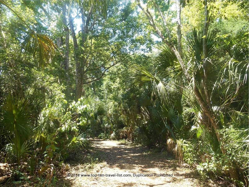 Beautiful tree lined paths at the James E. Grey Preserve in New Port Richey, Florida 