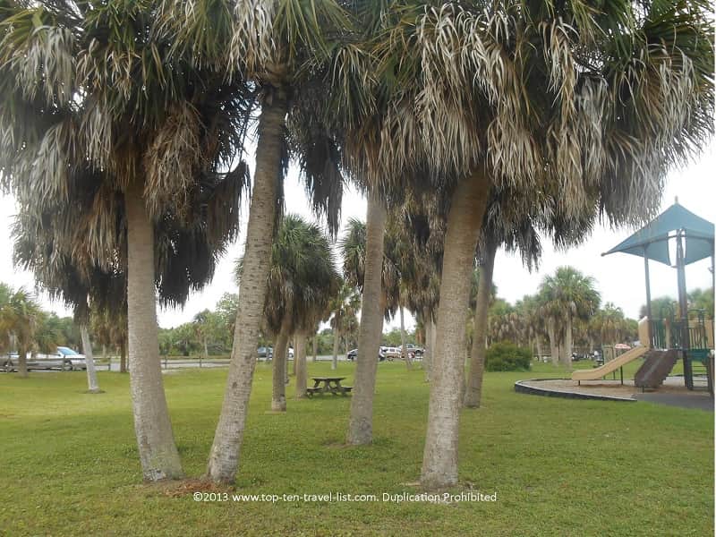 Picnic area with palm trees at Honeymoon Island State Park 